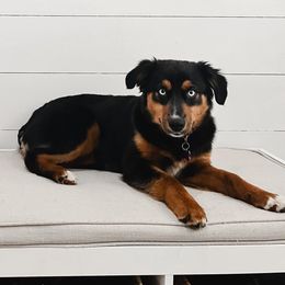 Leia - Miniature Australian Shepherd