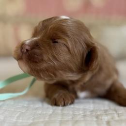 Halo- Sage collar - Red female Cavapoo puppy in Beckley, West Virginia from By Design Doodles