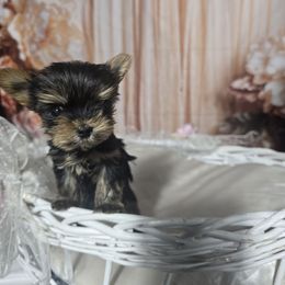 Tinker bell - Blue and gold Yorkshire Terrier puppy in Hesperia, California from Diamond Doll Yorkies
