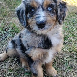 Aussiedoodles and Australian Shepherds from Crystal's Aussies, Doodles and More