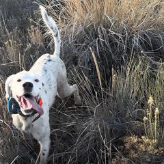 English Setter Puppies from Steens Mountain Setters