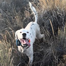 English Setter Puppies from Steens Mountain Setters