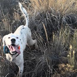 English Setter Puppies from Steens Mountain Setters