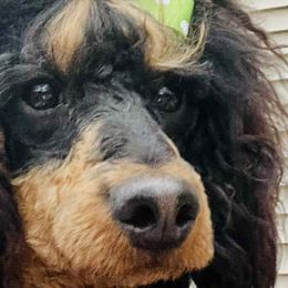 Golden Retrievers and Poodles from ERSA Acres Golden Retrievers...limited registration only offered