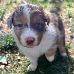 Maggie - Red merle female Australian Shepherd puppy in Scottsville, Virginia from Cedar Creek Aussies