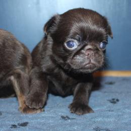 Dark Chocolate girl - Brown female Brussels Griffon puppy in Huntsville, Alabama from Tammy's Brussels