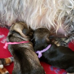 Miniature Schnauzer Puppies from Starbound Miniture Schnauzer's