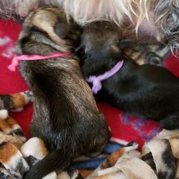 Miniature Schnauzer Puppies from Starbound Miniture Schnauzer's