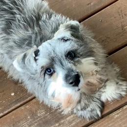 Turbo - Miniature Schnauzer