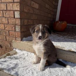 Boots - Blue merle male Border Collie puppy in Centerton, Arkansas from Chappell Breeding