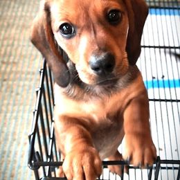 Dachshund Puppies from Redeemer's Dachshunds