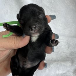 Harvest ( tiny boy) - Black and tan male Yorkipoo puppy in Fredericktown, Missouri from Doodle Pups Fur-Ever