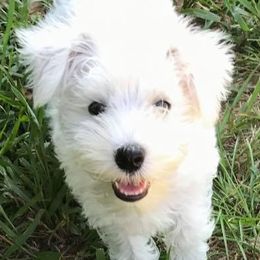Miniature Schnauzers from Log Cabin Schnauzers