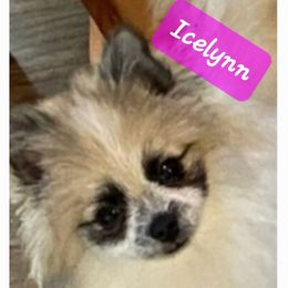 Icelynn - Pomeranian