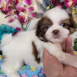 Twinkle Boy 1 - White male Shih Tzu puppy in Buda, Texas from Vickie's Shih Tzus