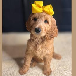 Caramel - Red  female Goldendoodle puppy in Summerville, South Carolina from Pawmazing Doodles