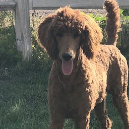 Poodles from Dreamweaver Puppies