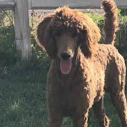 Poodles from Dreamweaver Puppies