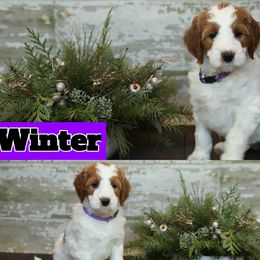 Bernedoodle and Goldendoodle Puppies from Dolly's Doodles