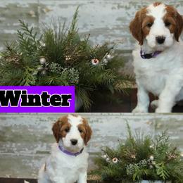 Bernedoodle and Goldendoodle Puppies from Dolly's Doodles