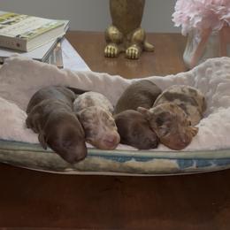 Dachshund Puppies from Bo Didley's Doxies