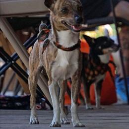 Copper - Rat Terrier