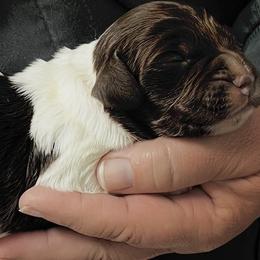 Cece boy 2 - Liver and white male Brittany puppy in Floyd Knobs, Indiana from Cross Creek Brittanys