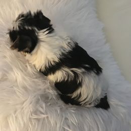 Yorkshire Terrier Puppies from Lynnie’s Lovables Yorkies