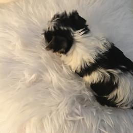Yorkshire Terrier Puppies from Lynnie’s Lovables Yorkies