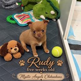 Rudy - Cream male Chihuahua puppy in Leesburg, Florida from Mystic Angels Chihuahuas