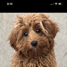 Aussiedoodle and Goldendoodle Puppies from Garside Doodles