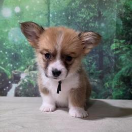 Buffalo Sauce - Sable male Pembroke Welsh Corgi puppy in Washington from Castle View Royal Rumps