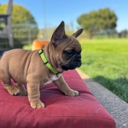 Lefty - Fawn male French Bulldog puppy in Molalla, Oregon from Miller Frenchie Farm