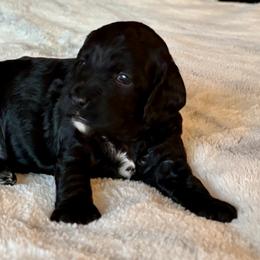 Elliott - Black male Cockapoo puppy in Marietta, South Carolina from River Falls Cockapoos
