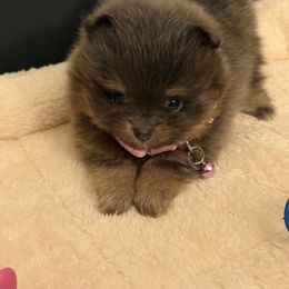Blue tan Girl - Blue and tan female Pomeranian puppy in Tyler, Texas from Aukland’s Poms