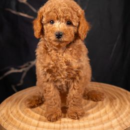 Bernedoodle, Cavapoo, Goldendoodle, and Poodle Puppies from Wasatch Pup