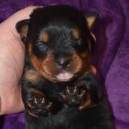 Velvet - Black and mahogany female Rottweiler puppy in Catawissa, Pennsylvania from Sharp Ridge Rottweilers