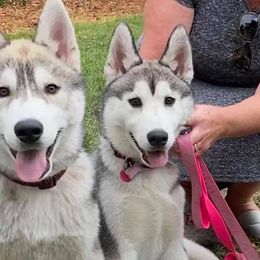Siberian Huskies from AVADAR Siberians