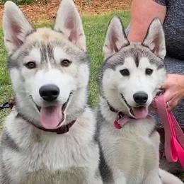 Siberian Huskies from AVADAR Siberians