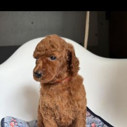 Poodle Puppies from Everyday Poodles