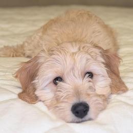 Hermoine (Green Collar) - Apricot female Goldendoodle puppy in Portland, Oregon from Smith Family Doodles