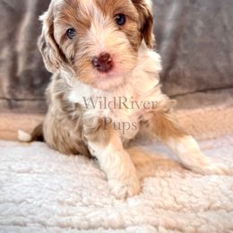 Aussiedoodle Puppies from WildRiver Pups