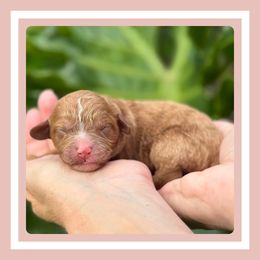 Confetti - Apricot female Cavapoo puppy in Dade City, Florida from Periwinkle Pups