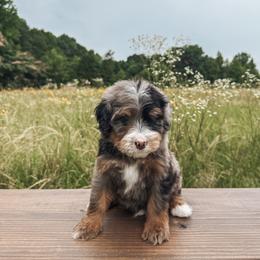 Bernedoodle and Golden Mountain Doodle Puppies from Tilley's Southern Doodles