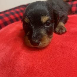 Dachshund Puppies from KW’s Doxies