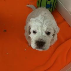 Clumber Spaniel Puppies from Briton Clumber Spaniels