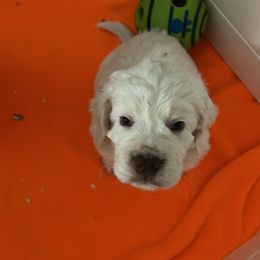 Clumber Spaniel Puppies from Briton Clumber Spaniels
