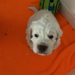 Clumber Spaniel Puppies from Briton Clumber Spaniels