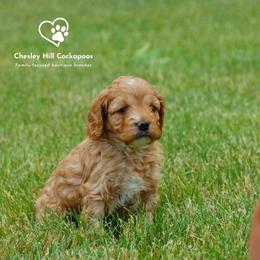 Cockapoo Puppies from Chesley Hill Cockapoos