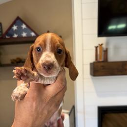 Finn - Piebald male Dachshund puppy in Farmington, Minnesota from Half Pint Doxies